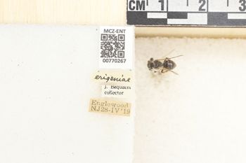 Media type: image;   Entomology 770267 Aspect: Labels